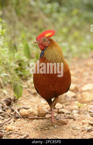 Gallus lafayettii, Ceylon Junglefowl, Lafayette Junglefowl, sri lanka Junglefowls (Gallus lafayetii), Chicken Birds, Animals, Birds, Ceylon Stockfoto