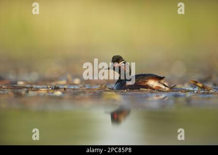 Erwachsener Schwarzhalsgräber (Podiceps nigricollis), Zuchthupfer, Schwimmen zwischen Vegetation im frühen Morgenlicht, Bulgarien Stockfoto