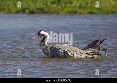 Gemeiner Kran (Grus grus), Erwachsener, Baden im Wasser, Slimbridge, Gloucestershire, England, Vereinigtes Königreich Stockfoto