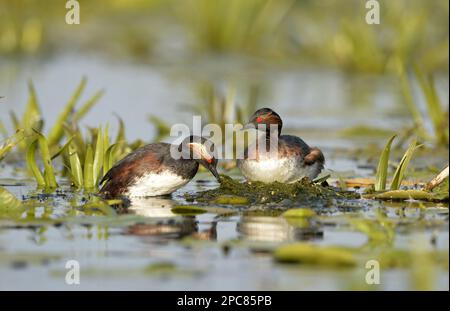 Schwarzhalsgräber (Podiceps nigricollis nigricollis) Erwachsenenpaar, Zuchtrupfer, Neuanordnung des Nestmaterials, Donaudelta Stockfoto