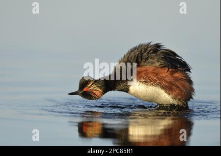 Schwarzhalsgräber (Podiceps nigricollis nigricollis), Erwachsener, Zuchtrupfer, Federschütteln im offenen Wasser, Donaudelta, Tulcea, Rumänien Stockfoto