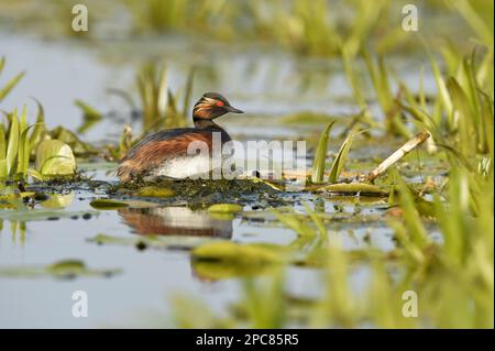 Schwarzhalsgräber (Podiceps nigricollis nigricollis), Erwachsener, Zuchthupfer, auf Nest sitzend, Donaudelta, Tulcea, Rumänien Stockfoto