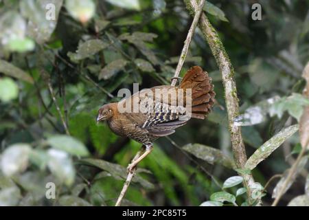 Gallus lafayettii, Ceylon-Hühner, Lafayette-Hühner, sri-lankische Dschungelvögel (Gallus lafayetii), Hühner, Tiere, Vögel, Ceylon-Jungvögel Stockfoto