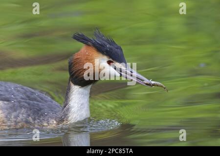 Großkammmuschel (Podiceps cristatus), Erwachsener, Nahaufnahme von Kopf und Hals, mit Fischen im Schnabel, schwimmen im Fluss, Themse, Berkshire, England, Vereint Stockfoto