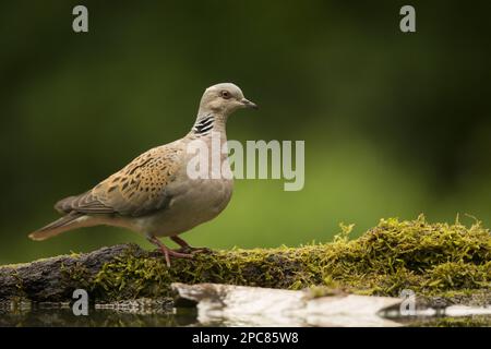 Eurasische Schildkrötentaube (Streptopelia turtur), Erwachsener, am Rand des Pools, Ungarn Stockfoto