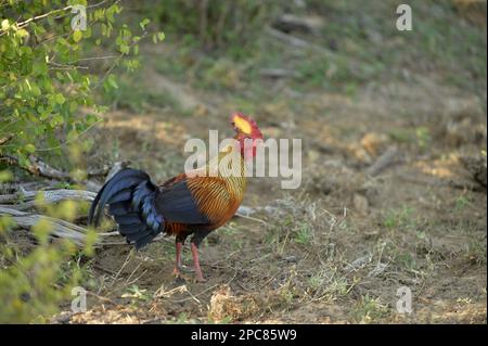 Gallus lafayettii, Ceylon Junglefowl, Lafayette Junglefowl, sri lanka Junglefowls (Gallus lafayetii), Chicken Birds, Animals, Birds, Ceylon Stockfoto