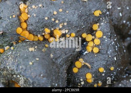 Cheilymenia stercorea, apothecialer Pilz, der in Finnland auf Elchdung wächst, kein gebräuchlicher englischer Name Stockfoto