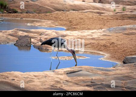 Marabou-Storch (Leptoptilos crumeniferus), Erwachsener, Kruger-Nationalpark, Südafrika, Afrika Stockfoto