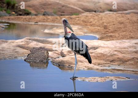 Marabou-Storch (Leptoptilos crumeniferus), Erwachsener, Kruger-Nationalpark, Südafrika, Afrika Stockfoto