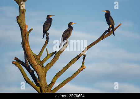 Große Kormorane (Phalacrocorax carbo) auf totem Baum, Naturschutzgebiet Schwalm-nett, Nettetal, Viersen, NRW, Deutschland Stockfoto