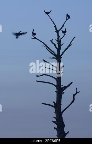 Kormorane (Phalacrocorax carbo), auf totem Baum, Naturpark Schwalm-Nette, Nettetal, NRW, Deutschland, Europa Stockfoto