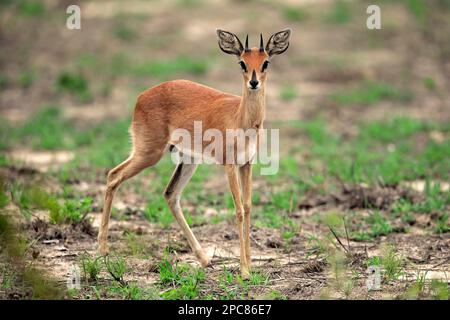 Steenbok (Raphicerus campestris), männlicher Erwachsener, Kruger Nationalpark, Südafrika, Afrika Stockfoto