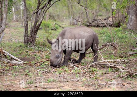 White Rhinoceros (Ceratotherium simum), Sabi Sand Game Reserve, Kruger Nationalpark, Südafrika, Afrika Stockfoto