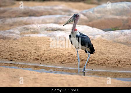 Marabou-Storch (Leptoptilos crumeniferus), Erwachsener, Kruger-Nationalpark, Südafrika, Afrika Stockfoto