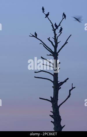 Kormorane (Phalacrocorax carbo), auf totem Baum, Naturpark Schwalm-Nette, Nettetal, NRW, Deutschland, Europa Stockfoto