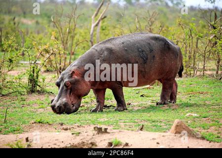 Nilpferd (Hippopotamus amphibius), Fütterung von frischem Gras nach dem ersten Regen, Kruger-Nationalpark, Südafrika, Afrika Stockfoto