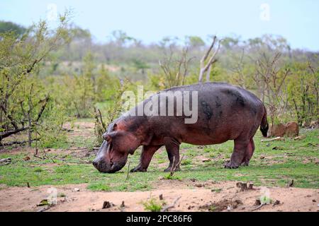 Nilpferd (Hippopotamus amphibius), Fütterung von frischem Gras nach dem ersten Regen, Kruger-Nationalpark, Südafrika, Afrika Stockfoto