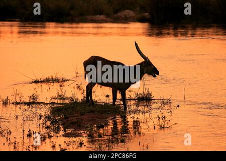 Gemeiner Wasserbuck (Kobus ellipsiprymnus), Kruger-Nationalpark, Südafrika, Afrika Stockfoto