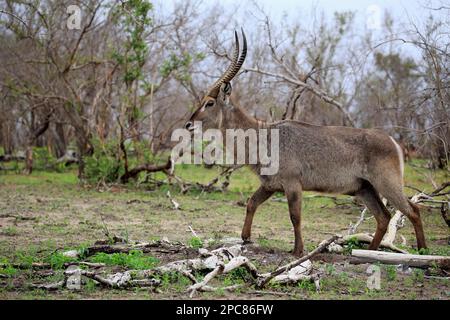 Gemeiner Wasserbuck (Kobus ellipsiprymnus), Kruger-Nationalpark, Südafrika, Afrika Stockfoto