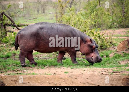 Nilpferd (Hippopotamus amphibius), Fütterung von frischem Gras nach dem ersten Regen, Kruger-Nationalpark, Südafrika, Afrika Stockfoto