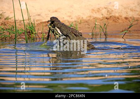 Nilkrokodil (Crocodylus niloticus), Erwachsener im Wasser mit Beute, Sabi Sand Game Reserve, Kruger National Park, Südafrika Stockfoto