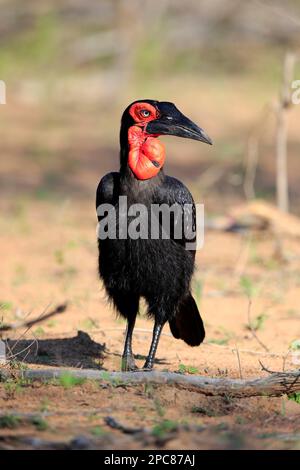 Southern Ground Hornbill (Bucorvus leadbeateri), Kruger-Nationalpark, Südafrika, Afrika Stockfoto