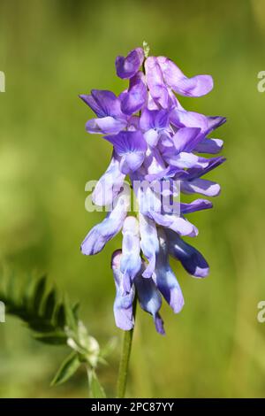 Tufted Vetch, Vicia cracca, auch bekannt als Bird Vetch, Boreal Vetch oder Cow Vetch, Wildblütenpflanze aus Finnland Stockfoto