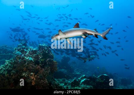 Drei Weißspitzen-Riffhaie (Triaenodon obesus) jagen, Beute jagen, Schule der Chirurgen (Acanthuridae), Schule der Fische, Scholle, Korallenriff Stockfoto