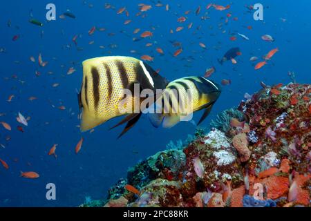 Ein Paar Sechsband-Engelfische (Pomacanthus sexstriatus), die über dem Korallenriff schwimmen, mit einer Schwelle von Bannerfischen (Anthiinae) im Rücken, See Sawu, Pazifik Stockfoto