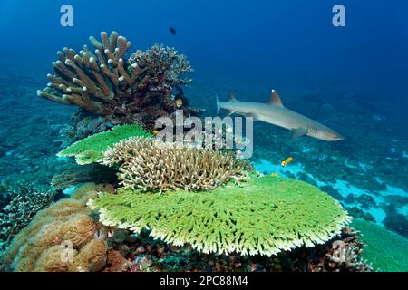Korallenriff mit Acropora-Korallen, vor Hyazinth-Tafelkorallen (Acropora hyacinthus), hinter (Acropora hoeksemai), oben links (Acropora loripes), oben Stockfoto