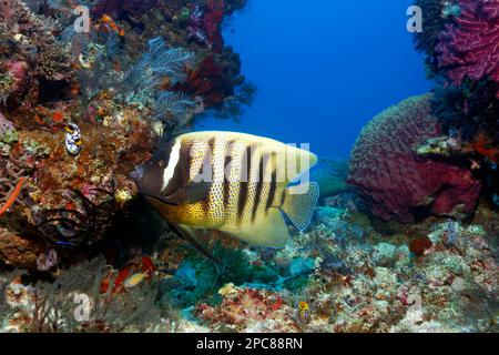 Sixband-Engelfische (Pomacanthus sexstriatus) schwimmen über Korallenriff vor dem Riff Break, Sawu-See, Pazifik, Komodo-Nationalpark, UNESCO Stockfoto