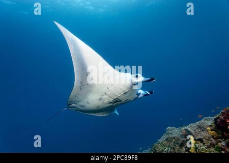 Mantarochen (Mobula alfredi), Schwimmen über Korallenriff an Reinigungsstation, Sawu-See, Pazifik, Komodo-Nationalpark, UNESCO-Weltkulturerbe Stockfoto