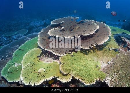 Über Hyazinthen Tafelkorallen (Acropora hyacinthus) (Acropora clathrata), unter, über rechts und Mitteldamselfisch (Pomacentridae), Sawu-See, Pazifik Stockfoto