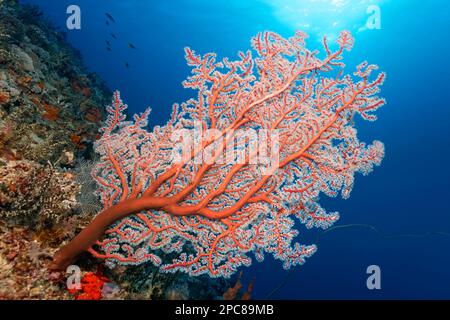 Transfer zum Korallenriff mit Meeresfan, Gorgonian (Selenocaulon Akalyx) mit aktiven Polypen im Hintergrund, Lake Sawu, Pazifik, Komodo Nationalpark Stockfoto