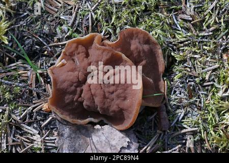 Discina ancilis, auch Gyromitra perlata genannt, allgemein bekannt als Schweinenohren, Wildpilz aus Finnland Stockfoto