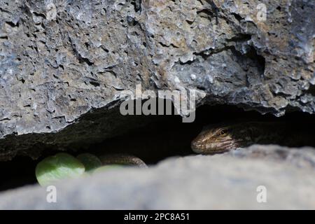 Gallotia galloti (Gallotia galloti palmae) El Paso, La Palma, Spanien Stockfoto