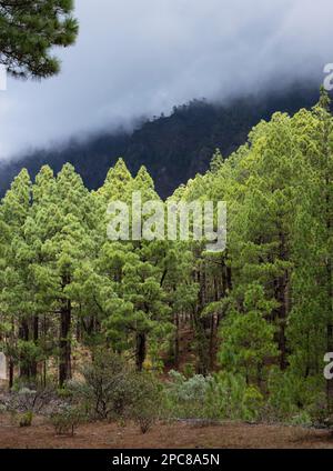 Kanarische Kiefer (Pinus canariensis) Parque Nacional de la Caldera de Taburiente, El Paso, La Palma, Spanien, Europa Stockfoto