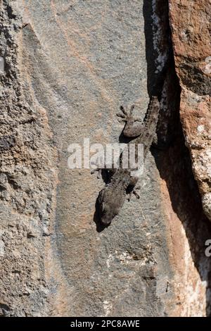 Teneriffa-Gecko (Tarentola delalandii), Teneriffa-Mauergecko, El Paso, Spanien Stockfoto