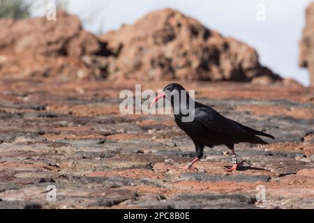 Rotschnabelkrähe (Pyrrhocorax pyrrhocorax barbarus), Roque de los Muchachos, Tijarafe, La Palma, Spanien, Europa Stockfoto