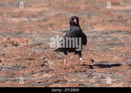 Rotschnabelkrähe (Pyrrhocorax pyrrhocorax barbarus), Roque de los Muchachos, Tijarafe, La Palma, Spanien, Europa Stockfoto