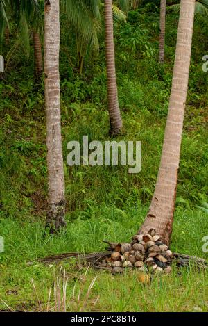 Das Foto zeigt einen grünen Hain aus Kokospalmen, ihre hohen Stämme und kaskadierenden Fronds, die einen üppigen Baldachin über Ihnen erzeugen. Die Aussicht ist tropisch! Stockfoto