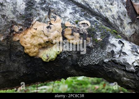 Fuligo luteonitens, Schleim aus Finnland, kein gebräuchlicher englischer Name Stockfoto