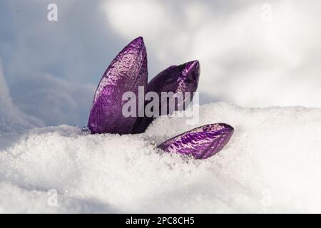 Crocuses Emerging Through Snow, Inverurie, Aberdeenshire, Schottland, Großbritannien Stockfoto