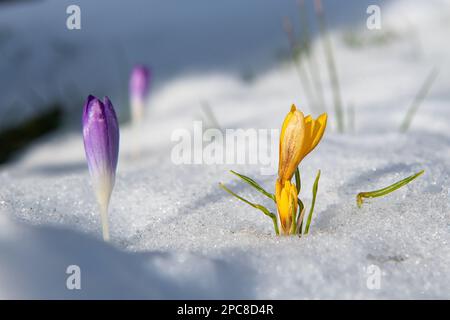 Crocuses Emerging Through Snow, Inverurie, Aberdeenshire, Schottland, Großbritannien Stockfoto