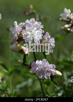 Seife, Saponaria officinalis, auch bekannt als Krähenseife, wilder süßer Wilhelm oder Seife, Wildpflanze aus Finnland Stockfoto