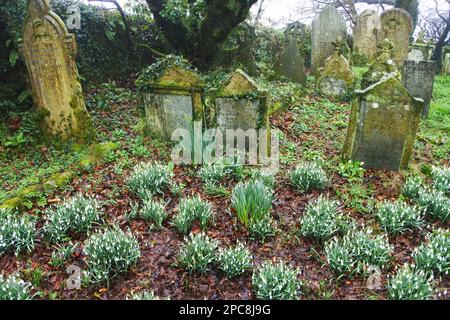 Der Friedhof in St. Dennis Parish Church, Cornwall, Großbritannien - John Gollop Stockfoto