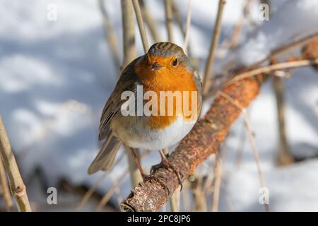 Rotkehlchen (Erithacus Rubecula) im Schnee Stockfoto