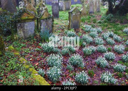 Der Friedhof in St. Dennis Parish Church, Cornwall, Großbritannien - John Gollop Stockfoto