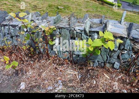 Junge japanische Knotweed schießt durch eine trockene Steinmauer, Irland - John Gollop Stockfoto