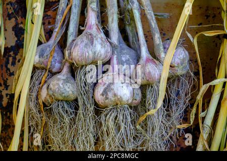 Knoblauch. Knoblauch nach der Ernte trocknen. Knoblauchzehen in einem Bündel Stockfoto